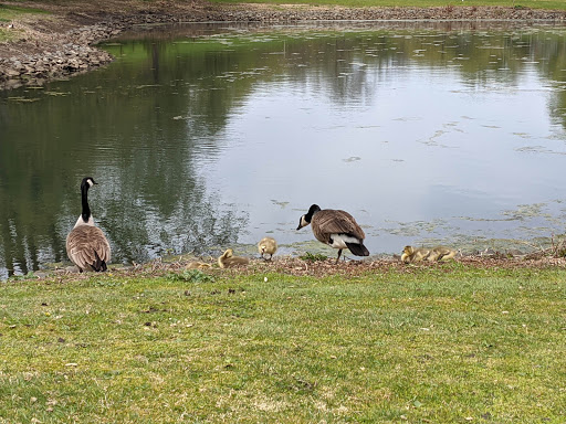 Golf Course «Como Park Golf Course», reviews and photos, 1431 Lexington Pkwy N, St Paul, MN 55103, USA