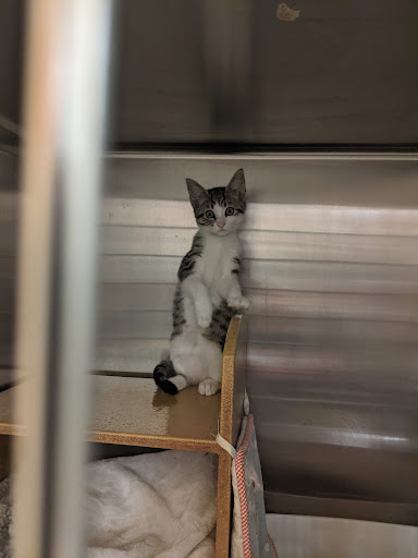 Pet Supply Store «PetSmart», reviews and photos, 1370 Dogwood Dr SE, Conyers, GA 30013, USA