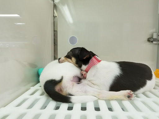 Pet Store «The Pet Store», reviews and photos, 1710 Lincoln Way E #18, Chambersburg, PA 17202, USA