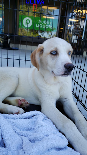 Pet Store «Pet Supermarket, Inc.», reviews and photos, 1938 FL-44 #40, New Smyrna Beach, FL 32168, USA