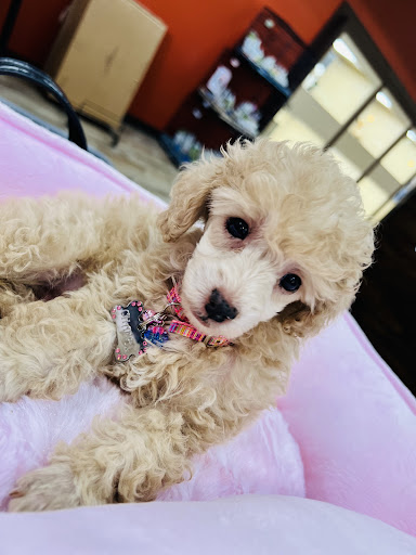 Pet Supply Store «Petland Dallas», reviews and photos, 11909 Preston Rd, Dallas, TX 75230, USA