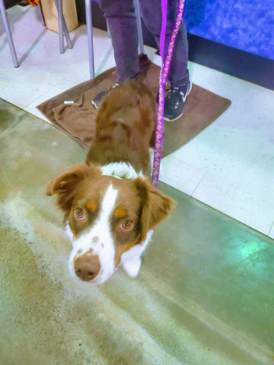 Pet Supply Store «PetSmart», reviews and photos, 2705 E Bidwell St, Folsom, CA 95630, USA