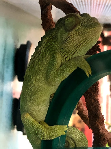 Pet Supply Store «Petco Animal Supplies», reviews and photos, 1815 Newport Blvd b, Costa Mesa, CA 92627, USA