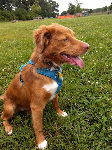 Dog Park «Worthington Off Leash Dog Park», reviews and photos, 8170 Hillsborough Rd, Ellicott City, MD 21043, USA