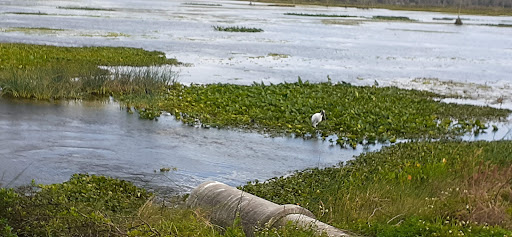 Nature Preserve «Buck Lake Conservation Area», reviews and photos, 4077 Cinnamon Teal Dr, Mims, FL 32754, USA