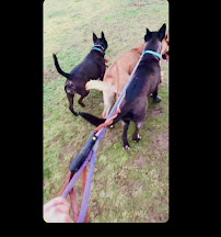 Wolf Pack Vancouver Washington - Photo 8 - Car repair in , Vancouver