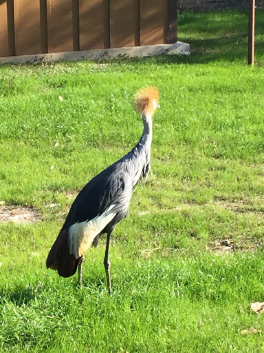 Zoo «Natural Bridge Wildlife Ranch», reviews and photos, 26515 Natural Bridge Caverns Rd, San Antonio, TX 78266, USA