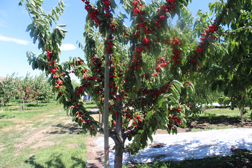 Produce Market «Washington Fruit Place At Barrett Orchards», reviews and photos, 1209 Pecks Canyon Rd, Yakima, WA 98908, USA