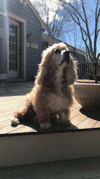 Staycation Pet Sitting Service
