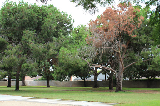 Park «Pine Tree Park», reviews and photos, 1402 Bryan Ave, Tustin, CA 92780, USA