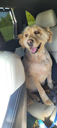 A Pets Pride - Photo 3 - Car repair in Columbia, MO, Columbia