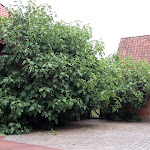 Photo n°4 de l'avis de Ritschi.i fait le 31/07/2018 à 20:13 sur le  Old Probsteier Café à Probsteierhagen