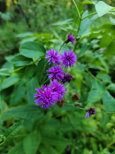 Non-Profit Organization «Nature Discovery Center», reviews and photos, 7112 Newcastle St, Bellaire, TX 77401, USA