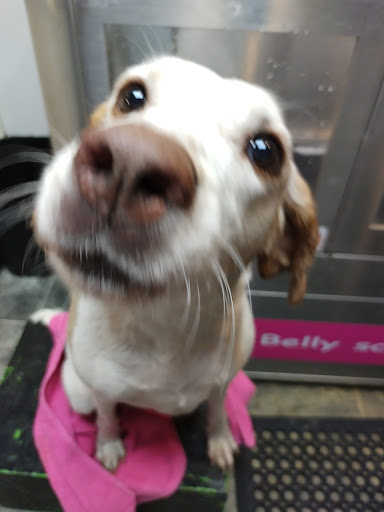 Pet Groomer «Belly scRubs Self Service Pet Wash», reviews and photos, 119 WV-34 #1, Hurricane, WV 25526, USA