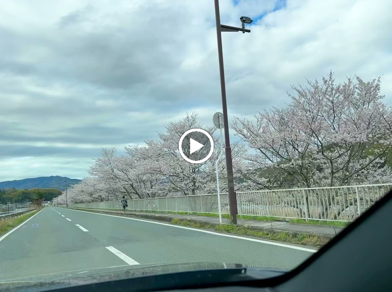 内子五十崎の桜並木