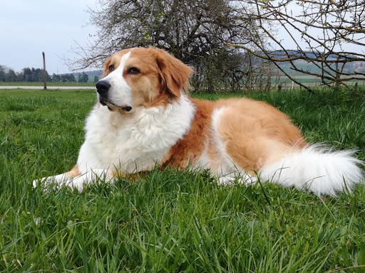 Tierarztpraxis Thalmässing - Med.vet. Gierer unter Thalmässing, Bayern