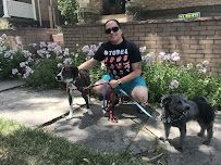 Amazing Pets Care LLC. - Photo 7 - Car repair in , Thornton