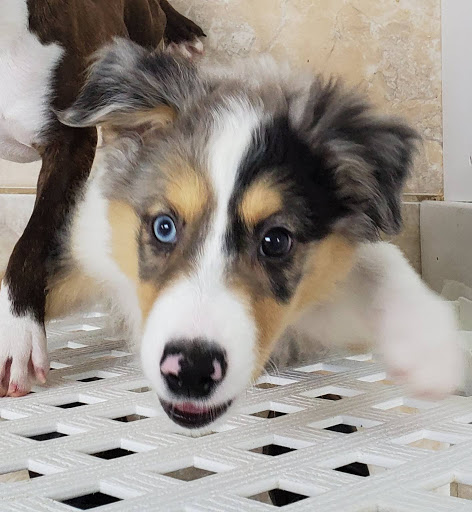 Pet Store «The Pet Shoppe», reviews and photos, 1284 NJ-35, Middletown, NJ 07748, USA