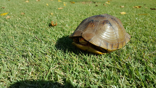 Golf Course «Shoal Creek Golf Course», reviews and photos, 8905 Shoal Creek Pkwy, Kansas City, MO 64157, USA