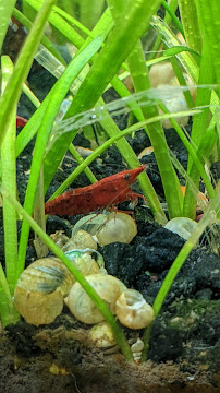 Tropical Fish World - Photo 4 - Car repair in Garden Grove, CA, Anaheim