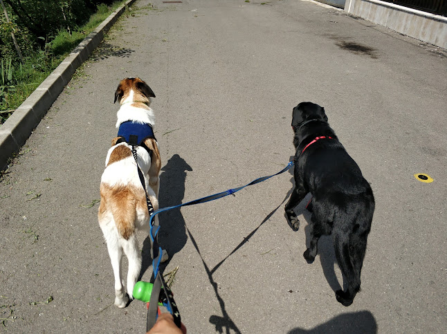 Happy Hound Hotel Brasov - Pensiune canina - Grădiniță