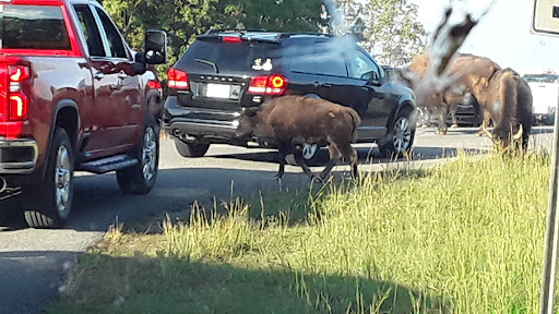 Nature Preserve «Elk and Bison Prairie», reviews and photos, Elk & Bison Prairie Rd, Golden Pond, KY 42211, USA