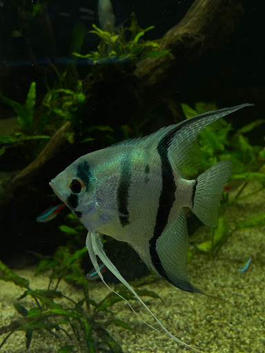 Tropical Fish Store «The Premium Aquarium», reviews and photos, 1875 25th St SE, Salem, OR 97302, USA