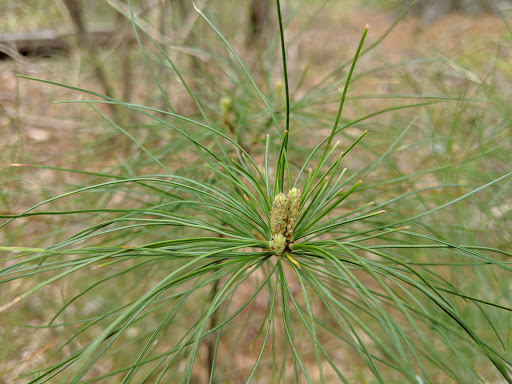 State Park «Blue Hills Reservation», reviews and photos, 695 Hillside St, Milton, MA 02186, USA