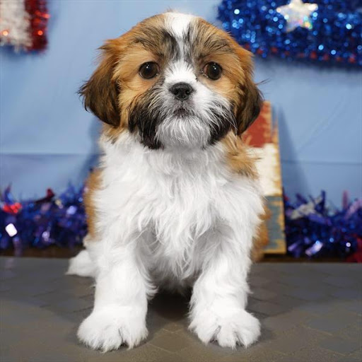 Pet Store «Pet Planet», reviews and photos, 11968 S Redwood Rd, Riverton, UT 84065, USA