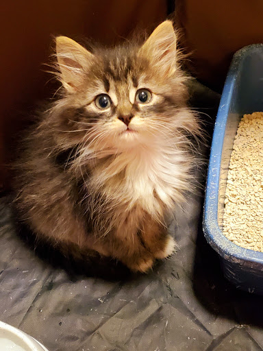 Friends of Upland Animal Shelter image