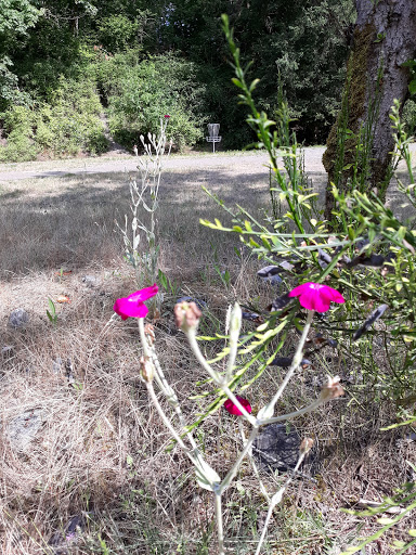 Public Golf Course «White River Disc Golf Course», reviews and photos, 2401 Stuck River Dr, Auburn, WA 98092, USA