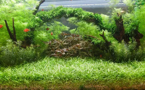 Aquarium Pflanzen image
