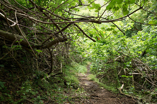 ʻUalakaʻa Trail
