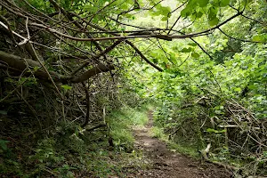 ʻUalakaʻa Trail image