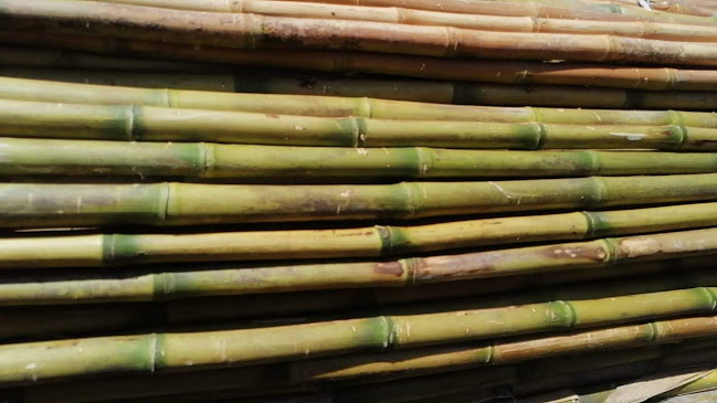Zomes Bambú - Buin
