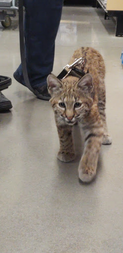 Pet Supply Store «Petco Animal Supplies», reviews and photos, 298 Spring Creek Drive, Franklin, TN 37067, USA