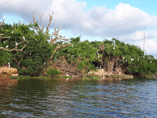 Stork Island Chi Lang Nam