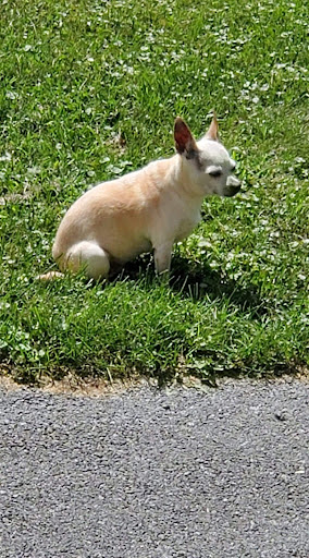 Wild Things Grooming & Boarding