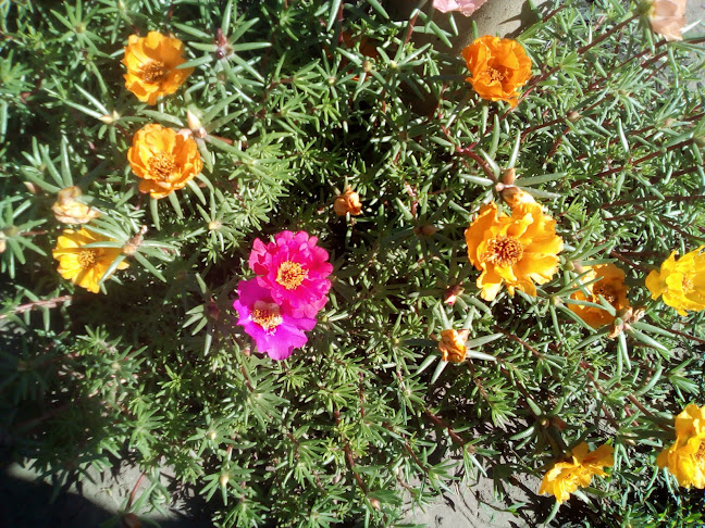 Comentarii opinii despre Kohut Bútor Kft.