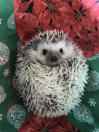 PetNanny Petsitting - Photo 4 - Car repair in , Bellingham