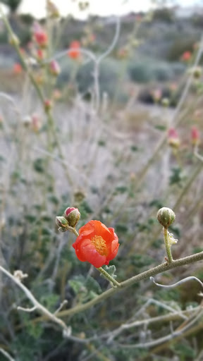 Park «Pueblo Park», reviews and photos, Peublo Vista Dr, Las Vegas, NV 89128, USA