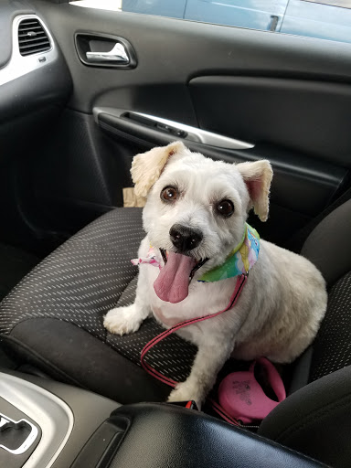 Pet Supply Store «Petco Animal Supplies», reviews and photos, 97 NE Plaza, North East, MD 21901, USA