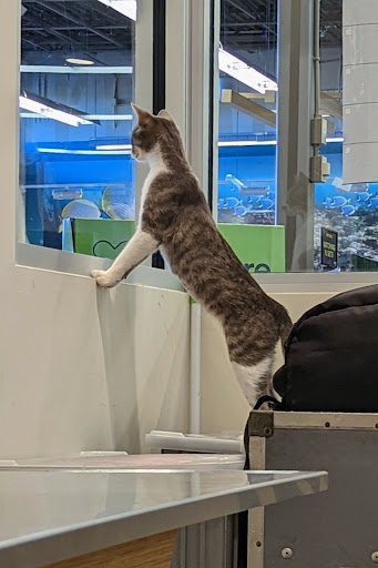 Pet Supply Store «Petco Animal Supplies», reviews and photos, 12444 NW 10th St #301, Yukon, OK 73099, USA