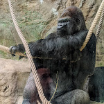 Photo n° 5 de l'avis de G. fait le 19/05/2022 à 08:40 pour Les Gorilles à Saint-Aignan