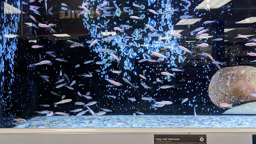 Pet Supply Store «Petco Animal Supplies», reviews and photos, 1919 El Camino Real, Mountain View, CA 94040, USA