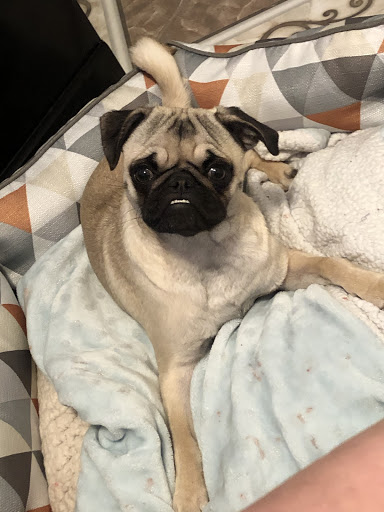 Pet Supply Store «PetSmart», reviews and photos, 3081 S 5600 W, Salt Lake City, UT 84120, USA