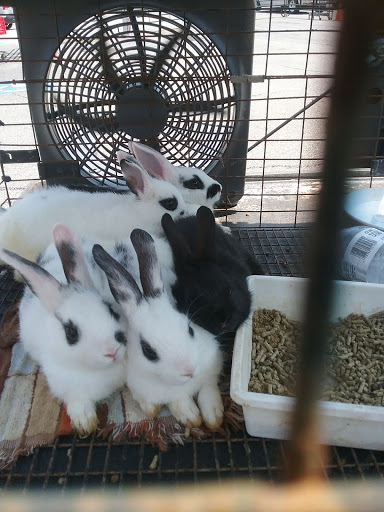 Home Improvement Store «Tractor Supply Co.», reviews and photos, 156 M.L.K. Jr Blvd, Monroe, GA 30655, USA