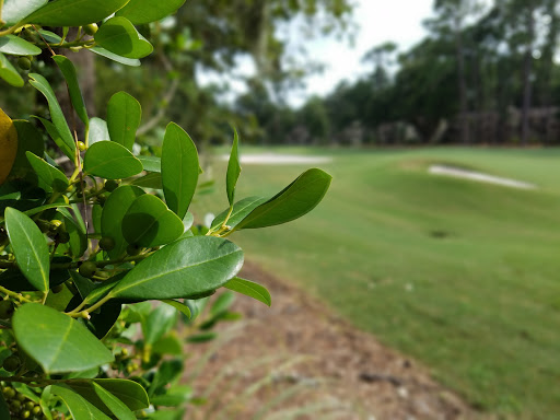 Resort «The Sea Pines Resort», reviews and photos