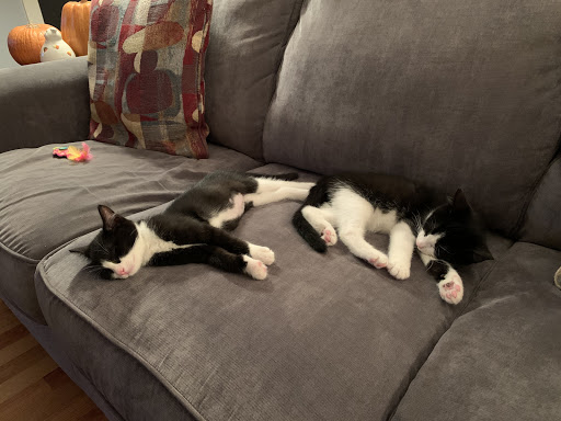 Animal Shelter «Coastal Humane Society», reviews and photos