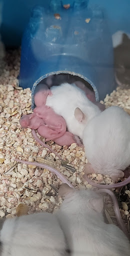 Pet Store «Pet Source 1901», reviews and photos, 1901 W 8th St B, Los Angeles, CA 90057, USA